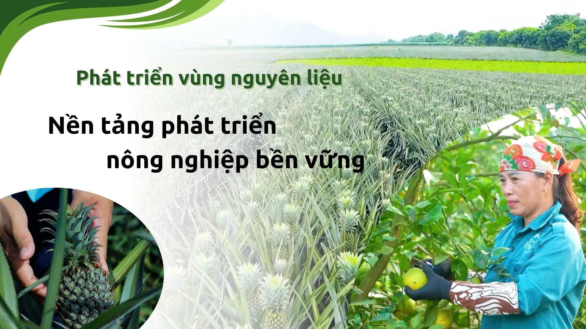 Vùng nguyên liệu tập trung: Nền tảng phát triển nông nghiệp bền vững